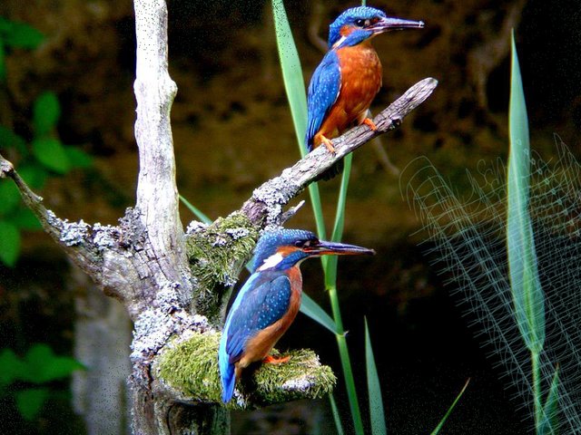 Common kingfishers are important.jpg