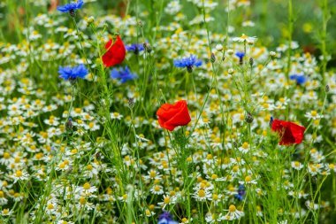 depositphotos_383122638-stock-photo-closeup-look-daisies-poppies-summer.jpg