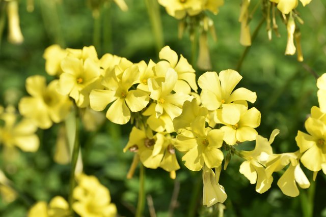 oxalis flowers nails.jpg