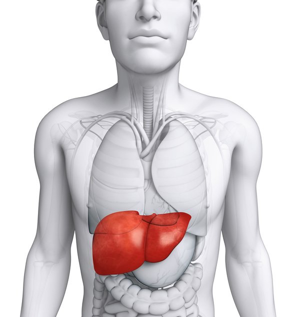 Male-body-organs-liver-front-view.jpg