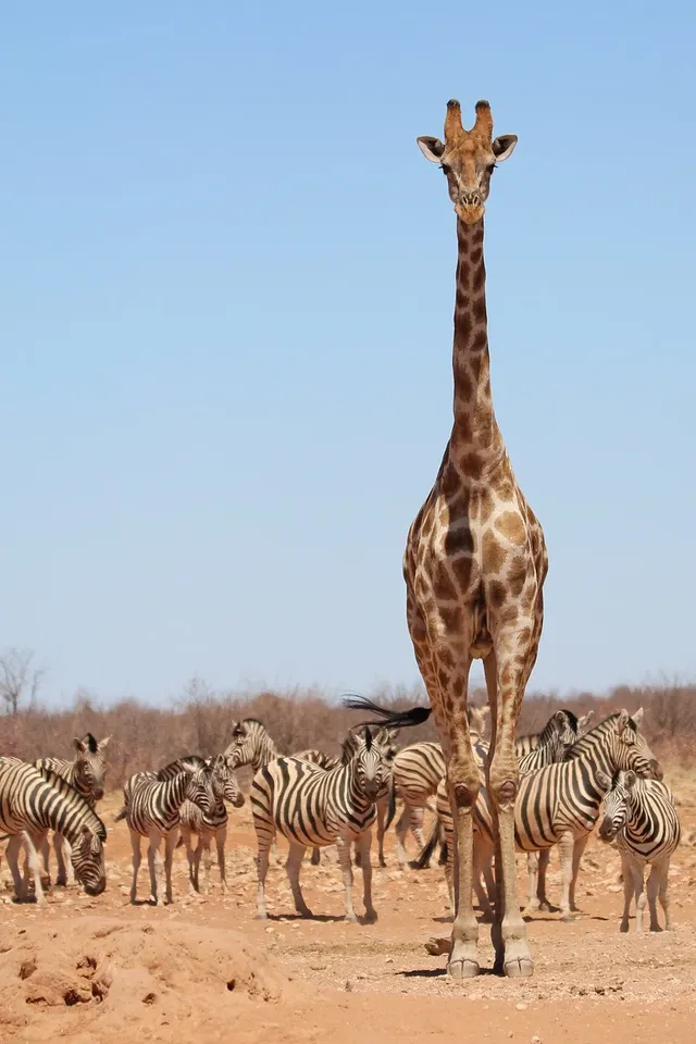 giraffe-8054174_1280.webp