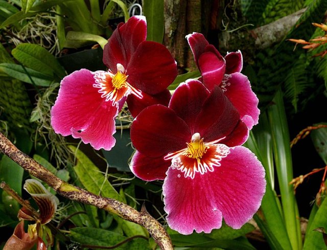 784px-Orquidea_Flor_Venezolana.jpg