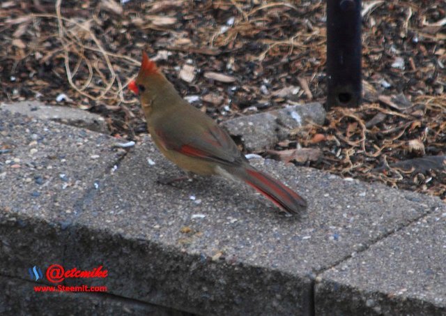 Northern Cardinal PFW12.jpg