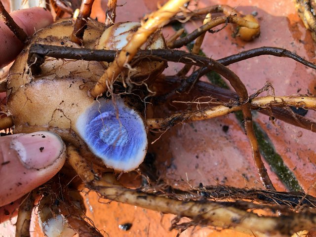 Curcuma caesia / black turmermic