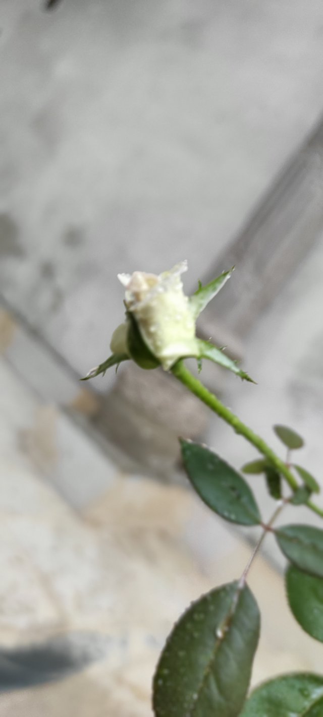IMG_20210520_182900.jpg