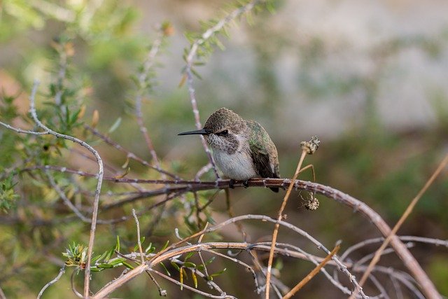 hummingbird-7469232_640.jpg