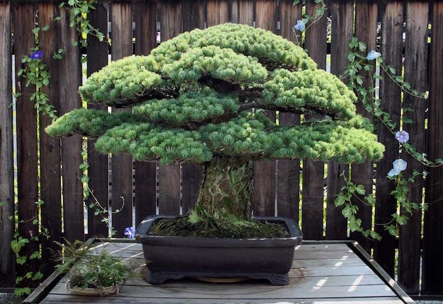 bonsai-hiroshima-national-arboretum.jpg