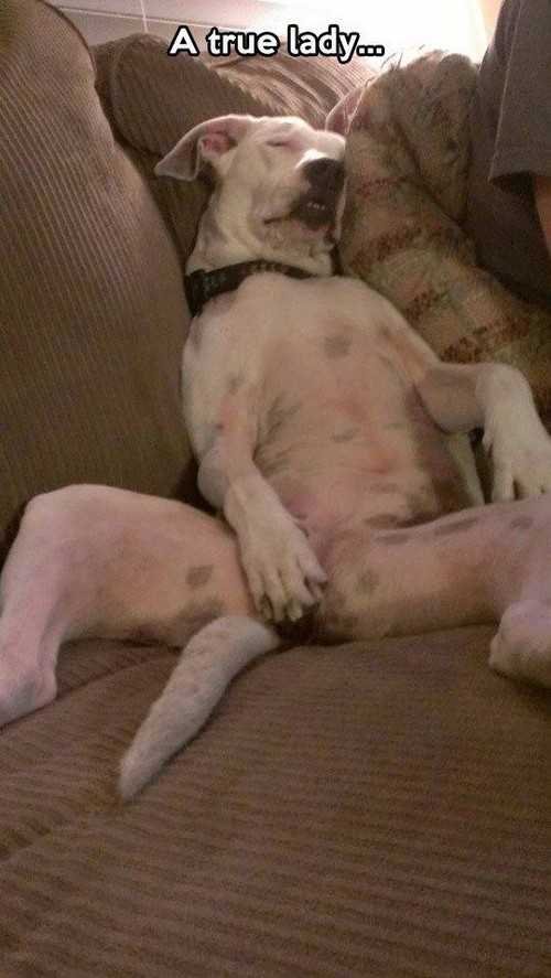 My-dog-has-manners.jpg