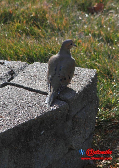 Mourning Dove PFW0023.JPG