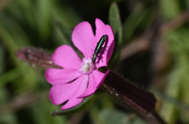 Silene littorea pink wildflower bug 1.jpg