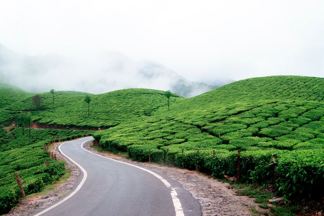 Tea_plantations_in_Munnar_1648.jpg