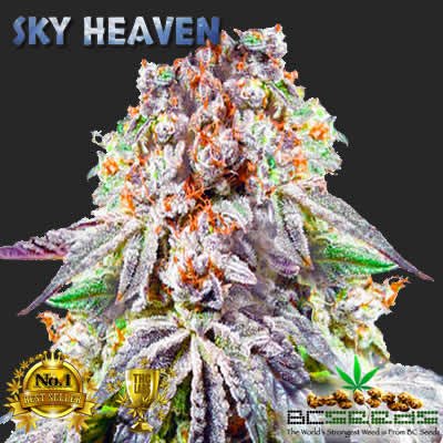 sky-heaven.jpg