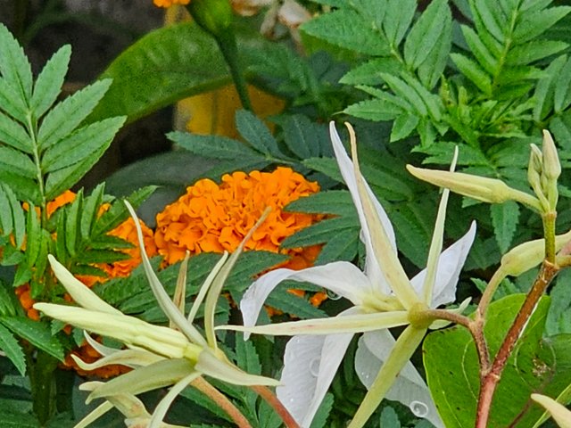 20250621_162253.jpg