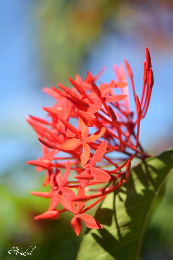 Ixora coccinea2.jpg