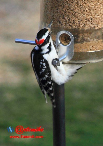 Hairy Woodpecker PFW25.jpg