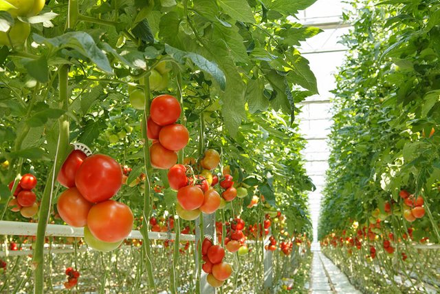 hydroponics-tomatoes.jpg