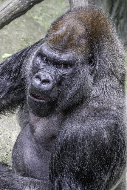 silverback-4599751_640.jpg