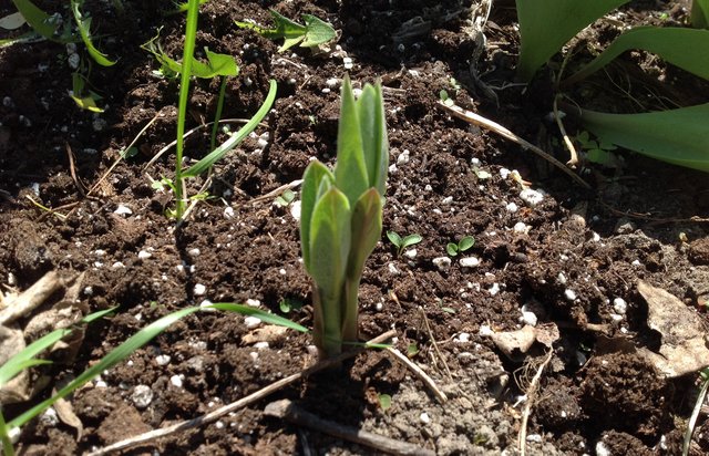 milkweed sprout.JPG