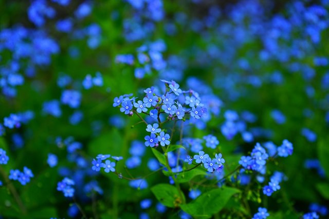 forget-me-nots-1365857_1280.jpg