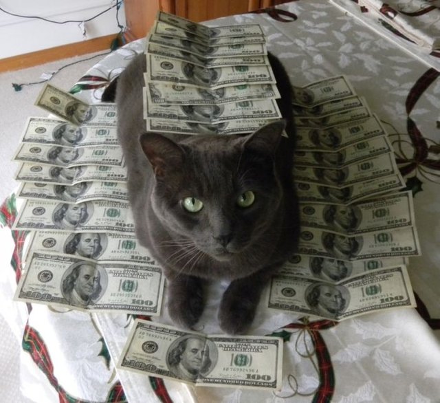 980_cash_cats_12_1.jpg