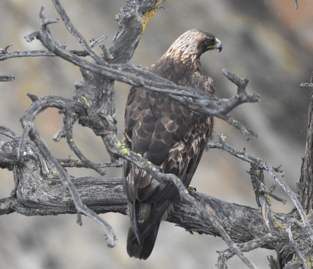 GOEA_9805 2019-03-24 Gorge Rd., Chelan.JPG