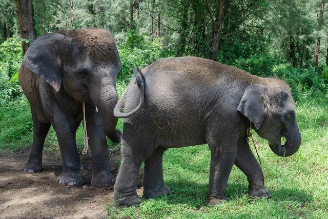 asian-elephant-8113706_1280.jpg