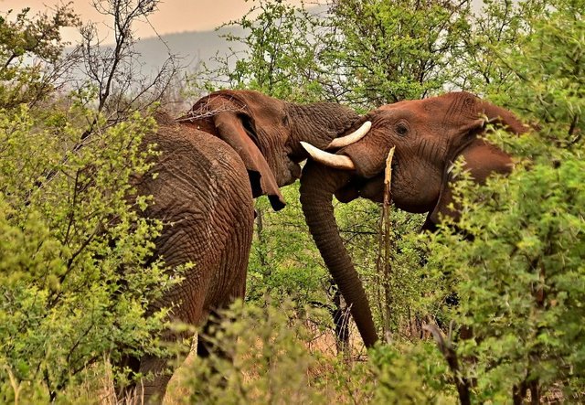 elephants-8253675_1280.jpg