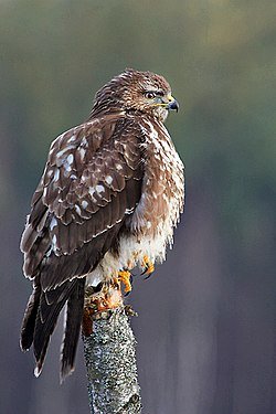 -Buteo_buteo_wiki.jpg