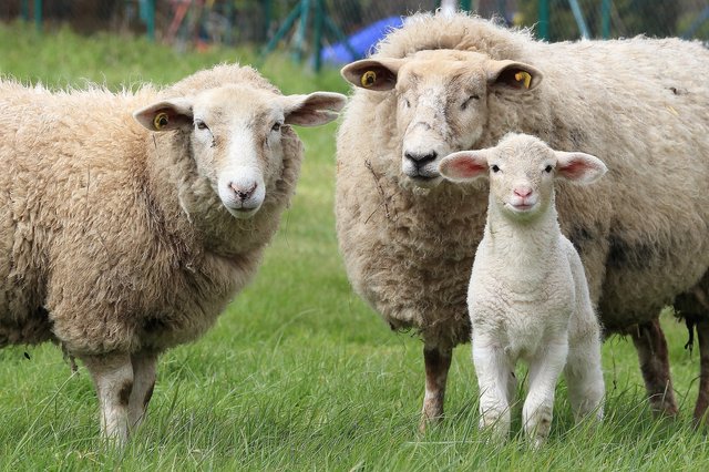 sheep-1547720_1920.jpg