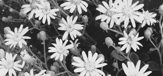 Flower Photography B&W Common Ragwort Land May 28 2017.jpg