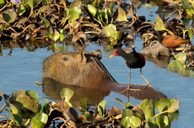 capybara-3979875_1920.jpg