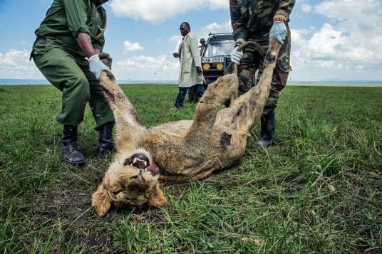 poisoning-africa-dead-lion-carobsulfan.adapt.536.1.jpg