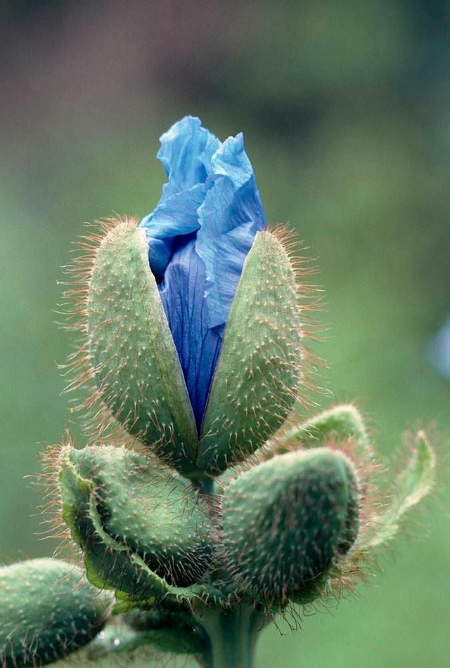 Himalayan blue poppy (Meconopsis Betonicifolia) in bloom.png