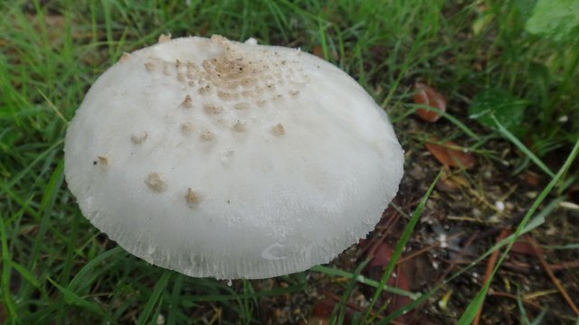 Mysterious Mushroom Popping Up In My Garden Steemit