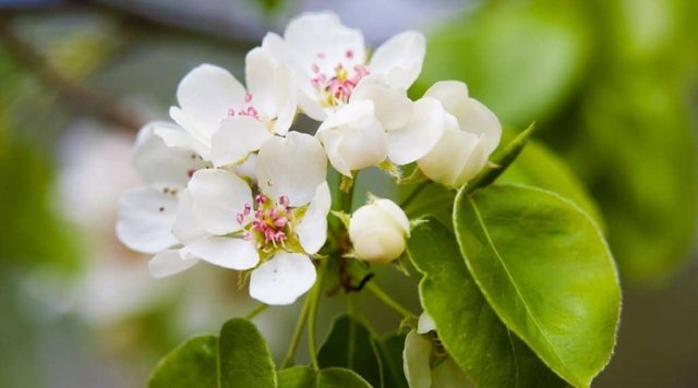 little-white-flower-cluster-with-pink-center-on-a-tree-1024x569.jpeg