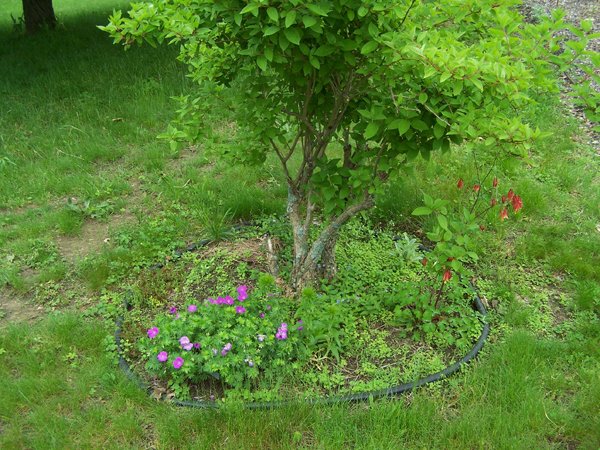 Hydrangea - geranium, soapwort, creeping veronica, sedum, columbine, Sweet William crop May 2019.jpg