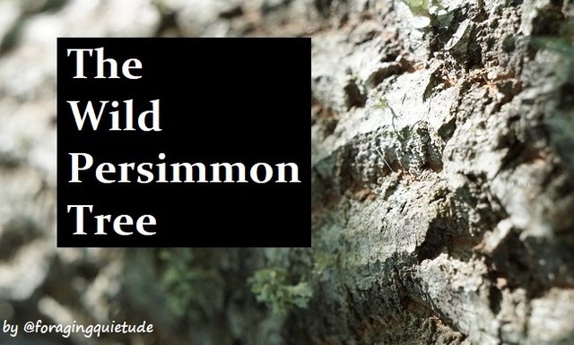 The Wild Persimmon Tree.jpg