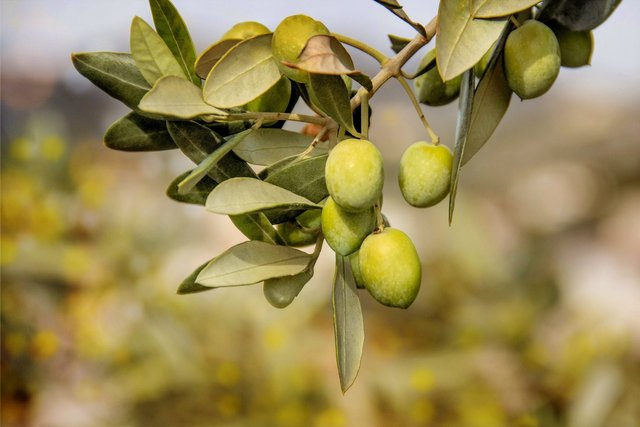 olives-3011343_1920.jpg