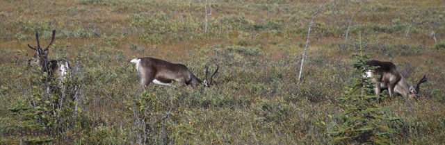 shasta2018spet2nd47caribou5io.jpg