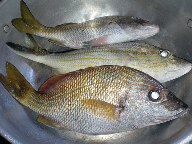 IMG_20250904_072902.jpg