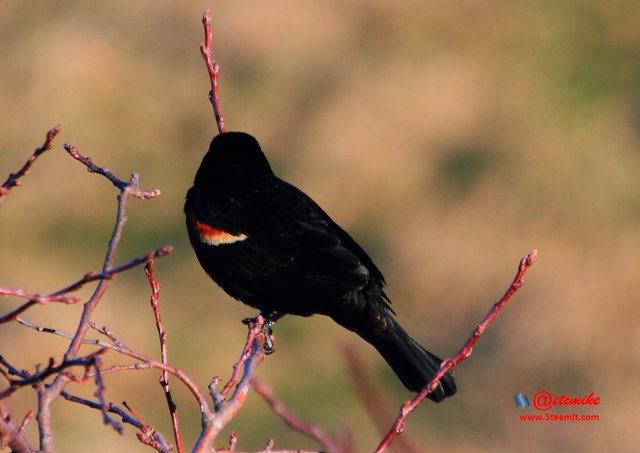 Red-Wing Blackbird PFW21-0092.JPG