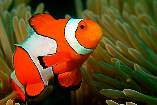 Clown_fish_in_the_Andaman_Coral_Reef.jpg