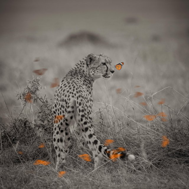 cheetah-butterfly.jpg
