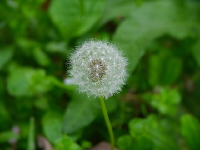 grass-plant-white-dandelion-seed-flower-1410613-pxhere.com.jpg