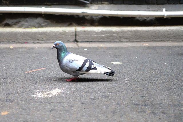 pigeon.JPG
