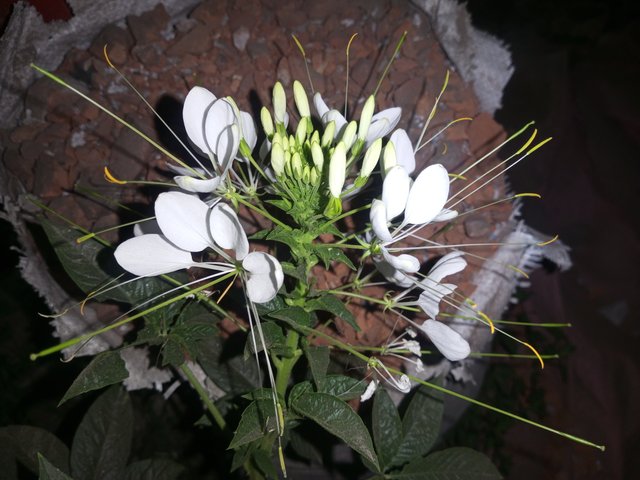 IMG_20250306_211407_091.jpg