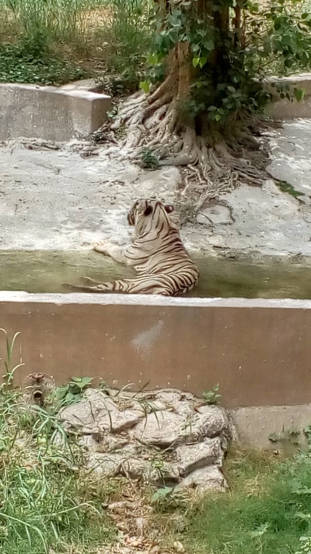 white tiger.jpg