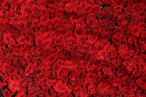 rose-roses-flowers-red-54320.jpeg