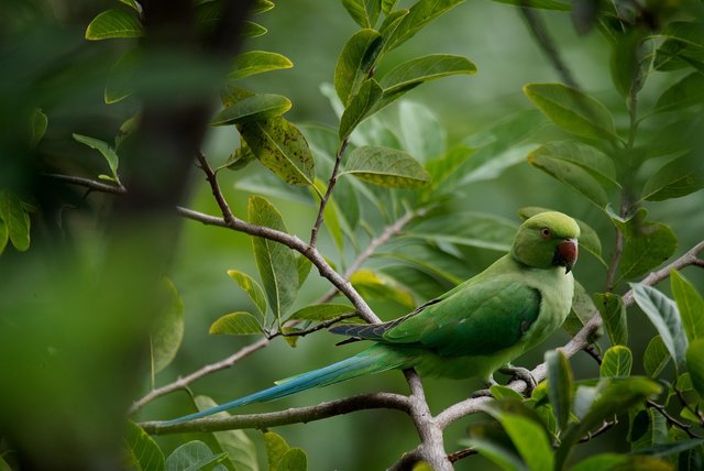 parrot-7507450_1280.jpg