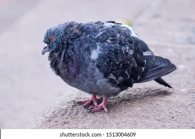 fluffy-ruffled-sick-pigeon-sitting-260nw-1513004609.webp